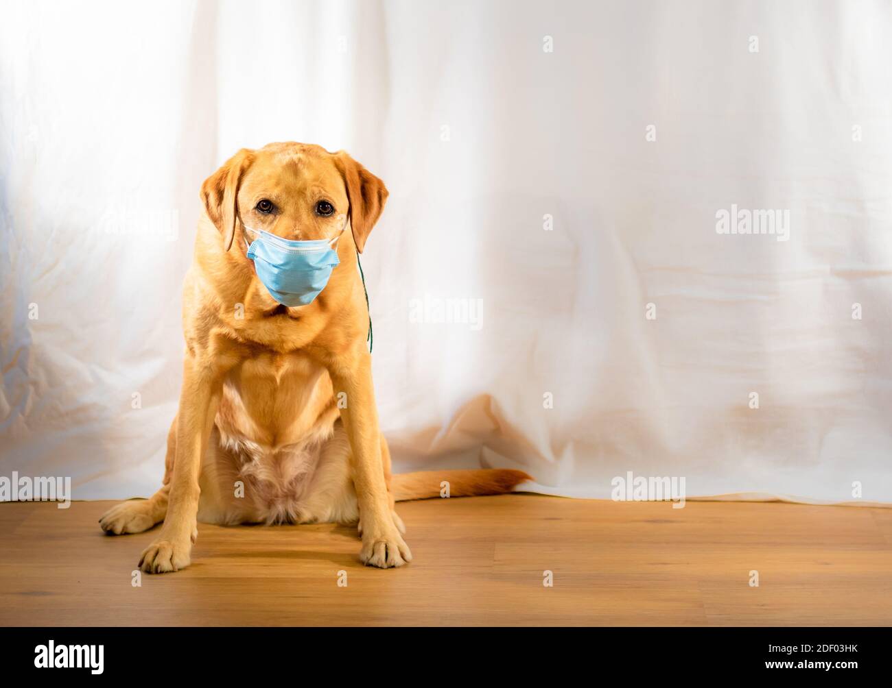 Un cane con una maschera. labrador giallo ritorever in posa con una maschera  sul viso, proteggendola dal covid 19 coronavirus Foto stock - Alamy