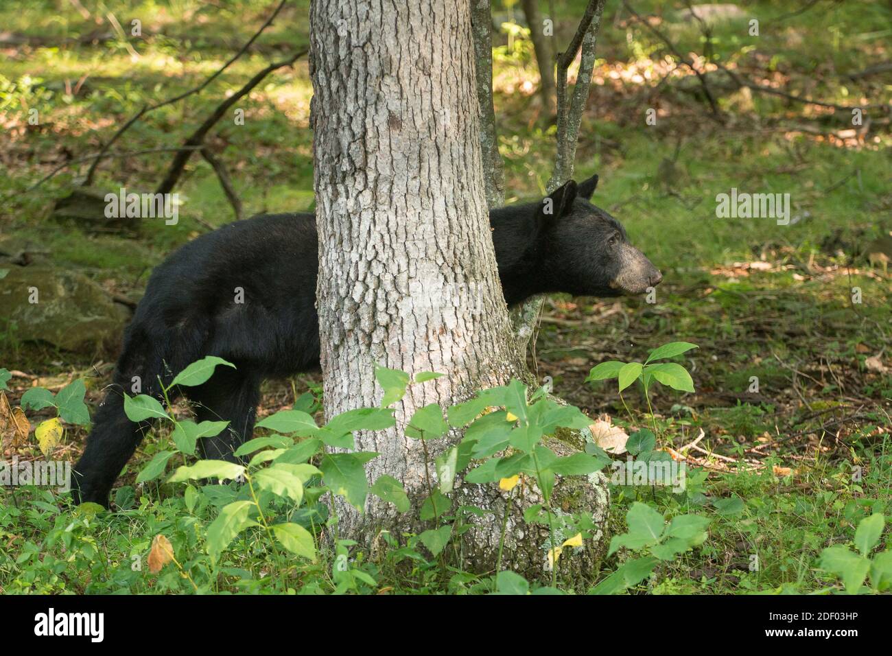 Un orso nero americano (Ursus americanus) cammina attraverso la foresta che confina con Skyline Drive, Shenandoah National Park, Virginia. Foto Stock