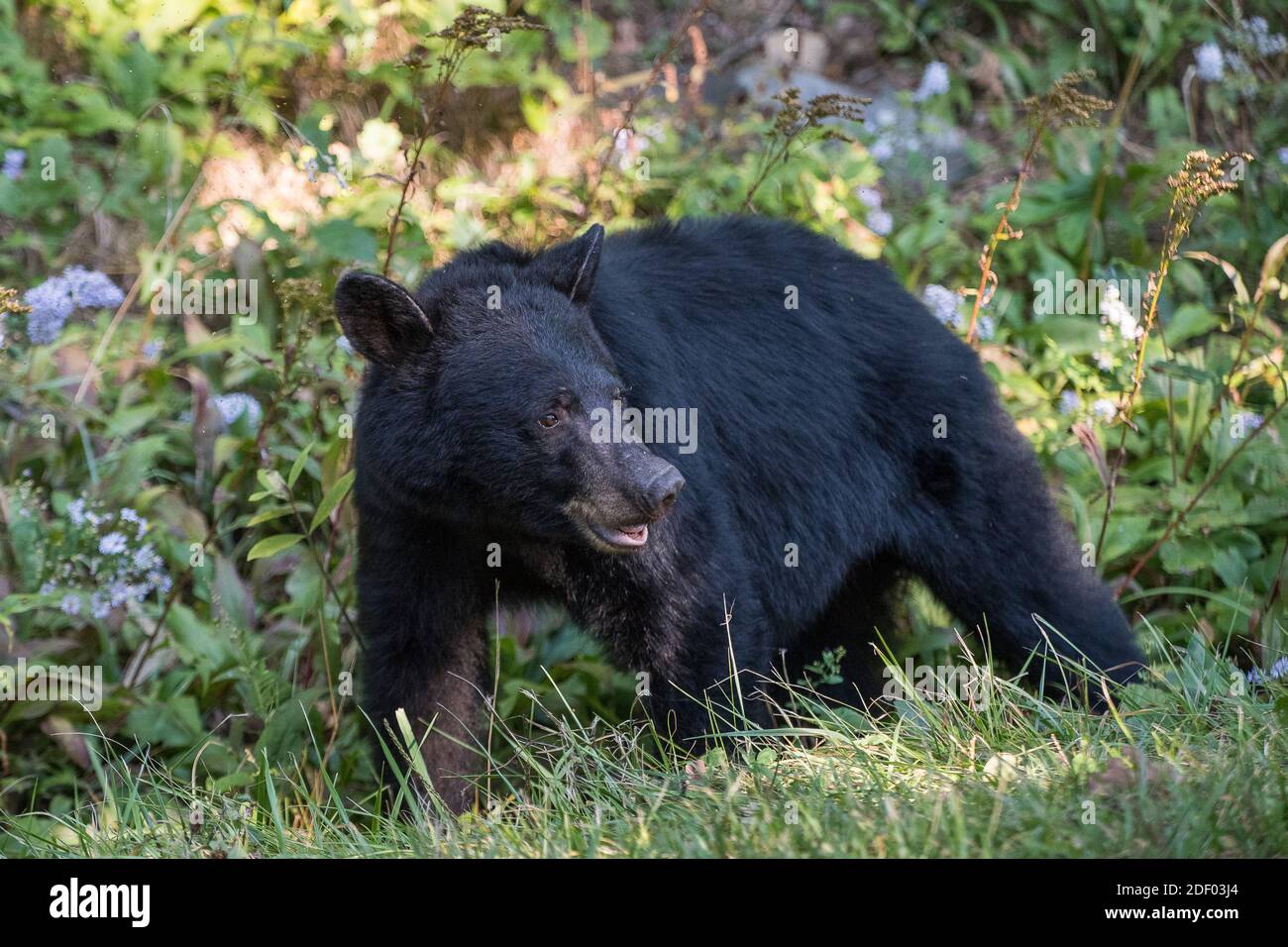 Un orso nero americano (Ursus americanus) foraggi per il cibo nella foresta che confina con Skyline Drive, Shenandoah National Park, Virginia. Foto Stock