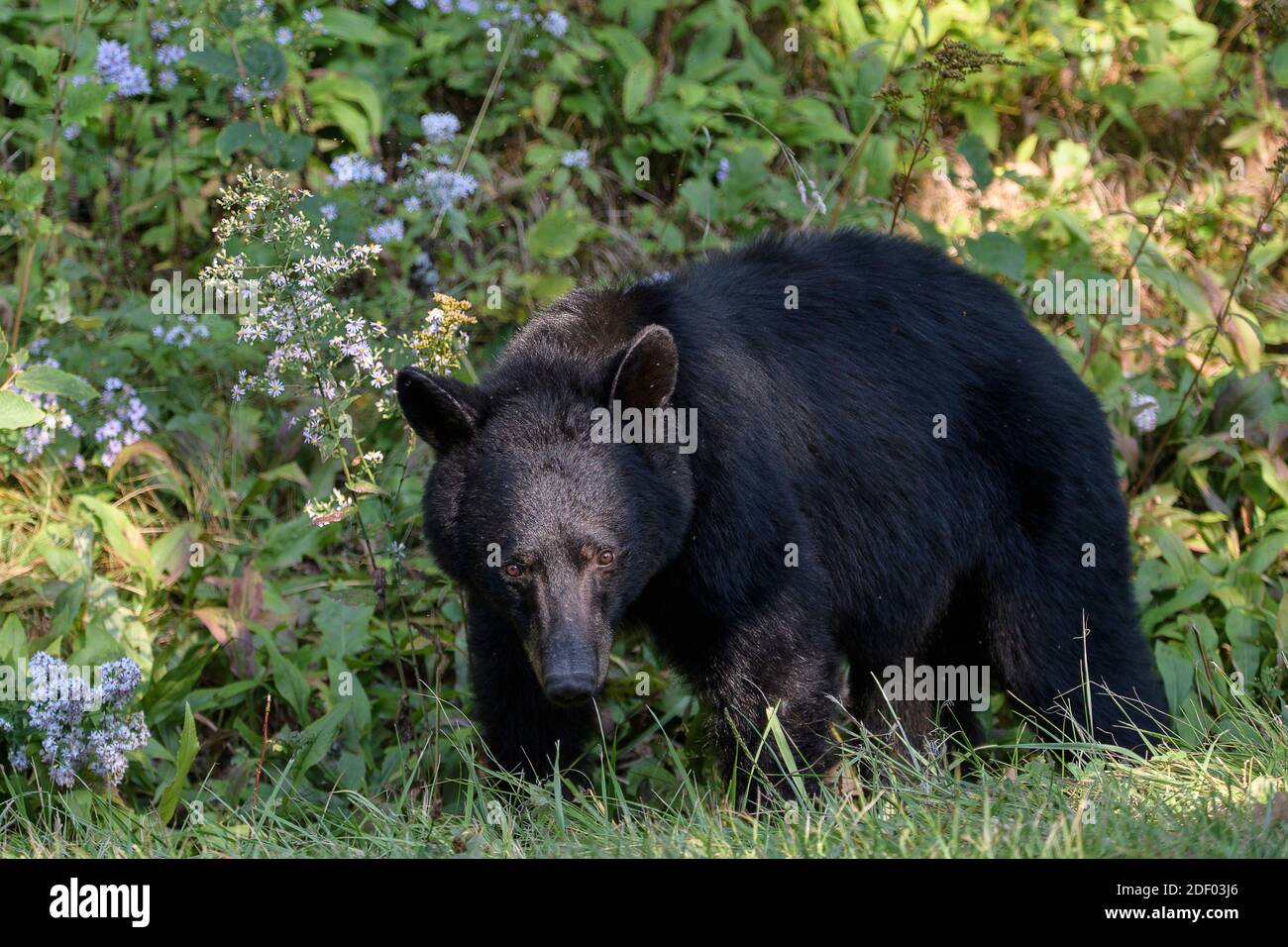 Un orso nero americano (Ursus americanus) foraggi per il cibo nella foresta che confina con Skyline Drive, Shenandoah National Park, Virginia. Foto Stock