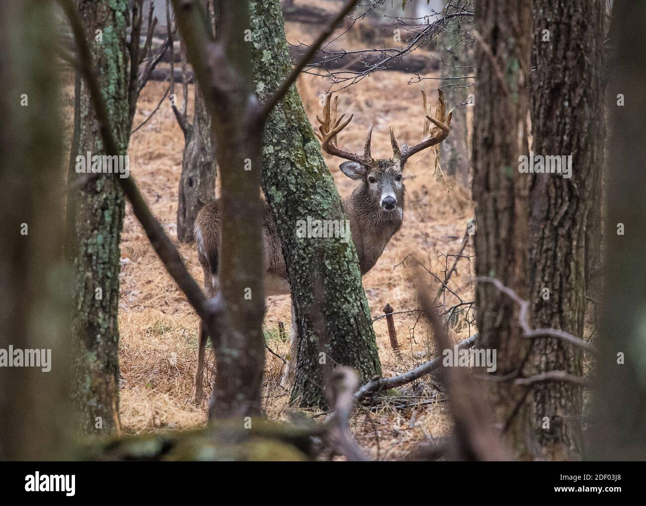 Un grande buck di cervi dalla coda bianca cammina attraverso la foresta del Parco Nazionale di Shenandoah. Foto Stock