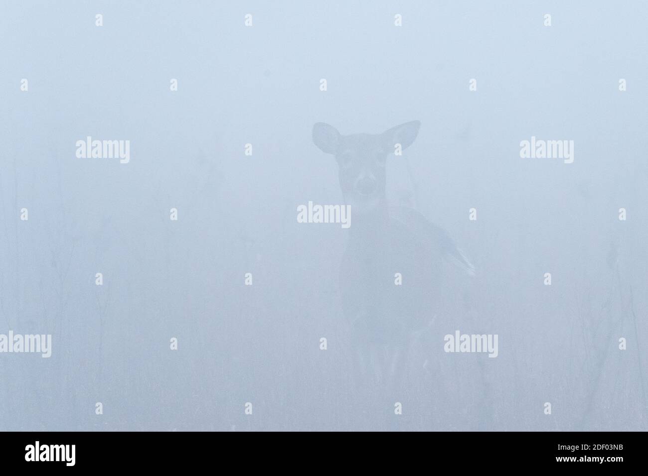 Un cervo femminile dalla coda bianca visto attraverso la nebbia. Foto Stock