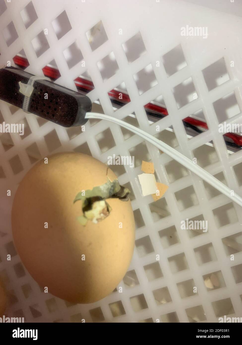 Uova di pollo in un incubatore che si preparano a schiudere . Foto di alta qualità Foto Stock