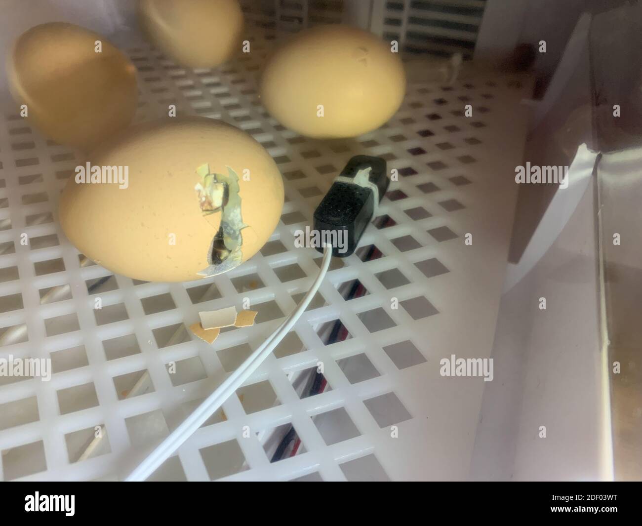 Uova di pollo in un incubatore che si preparano a schiudere . Foto di alta qualità Foto Stock