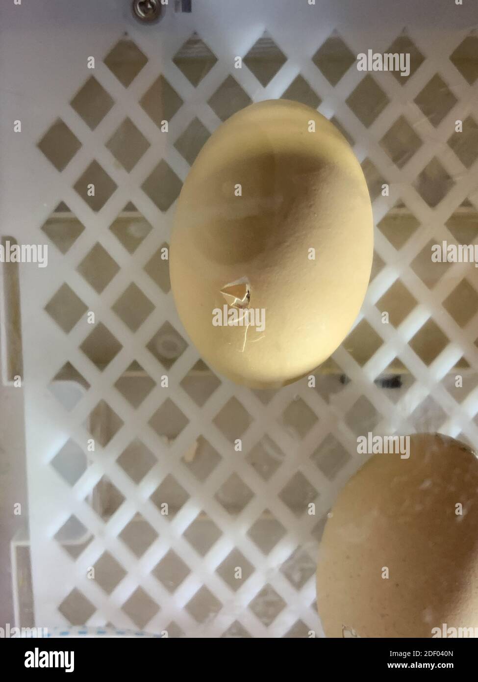 Uova di pollo in un incubatore che si preparano a schiudere . Foto di alta qualità Foto Stock