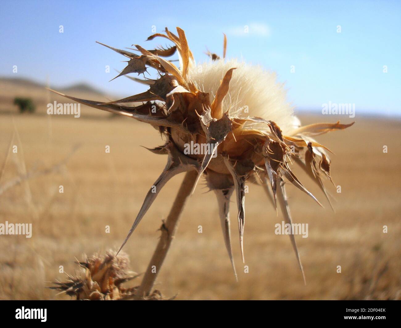 Un bistile secco essiccato in Spagna. Foto Stock