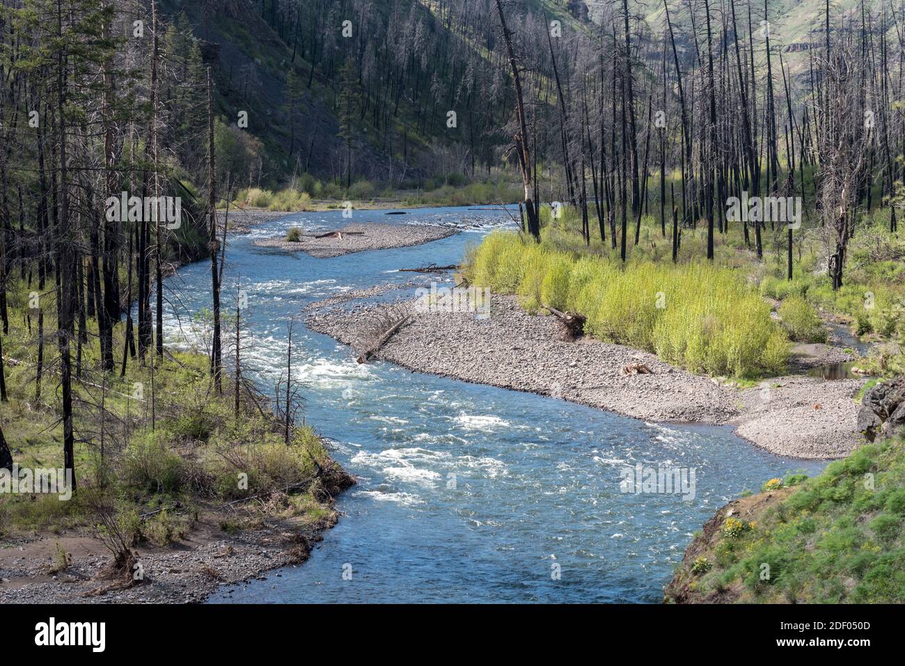Alberi bruciati nel fuoco di Grizzly lungo il fiume Wenaha, Oregon. Foto Stock