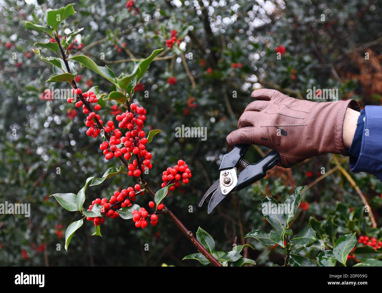 Raccolta taglio di acini agrifoglio per Chirstmas in Woodlands, Shropshire, Gran Bretagna, Regno Unito Foto Stock