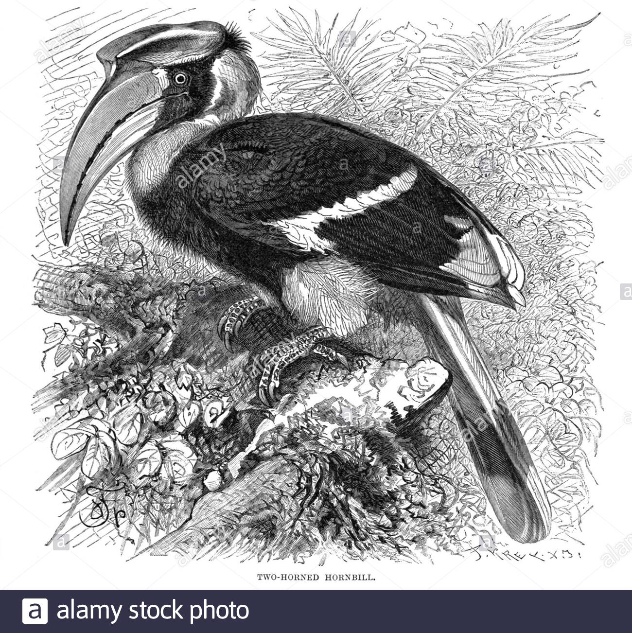 Due Horned Hornbill, illustrazione d'epoca del 1895 Foto Stock