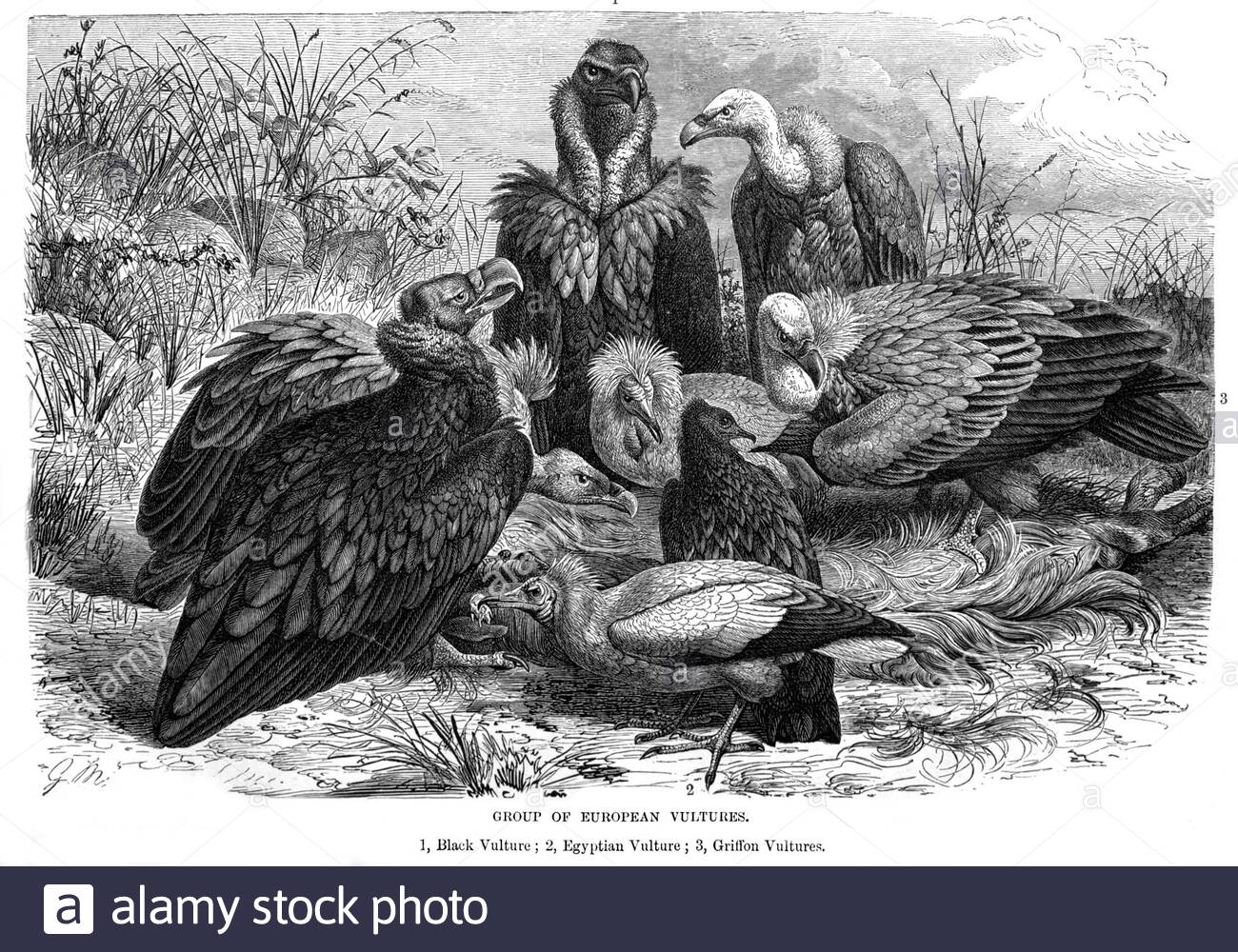 Gruppo di avvoltoi europei, illustrazione d'annata del 1895 Foto Stock