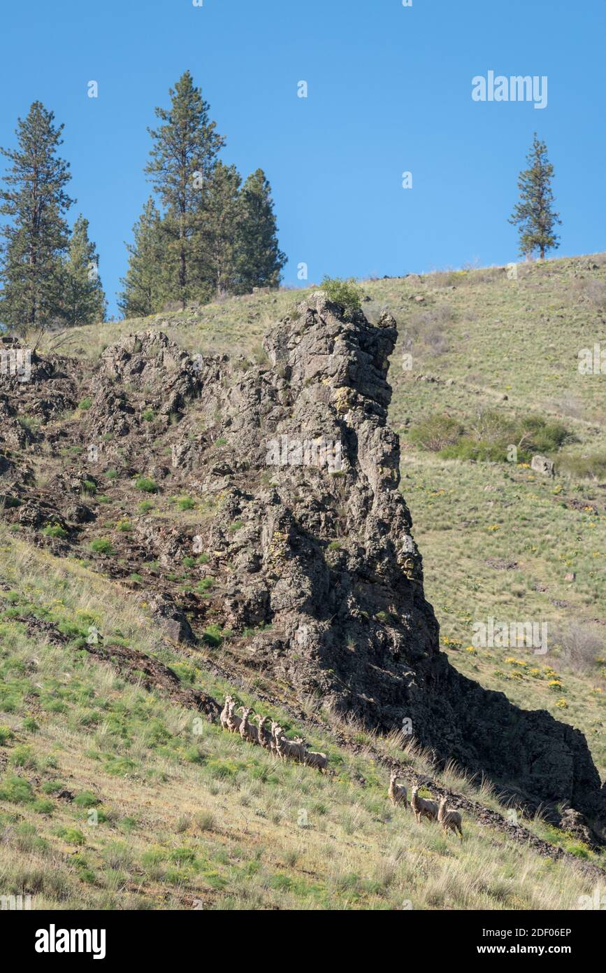 Pecore Bighorn, Wenaha River Canyon, Oregon. Foto Stock
