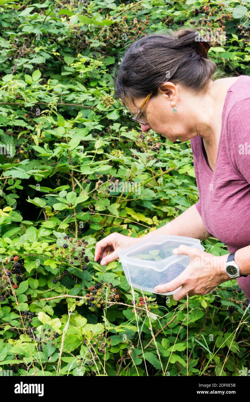 Donna che raccoglie bacche nere selvatiche. Foto Stock