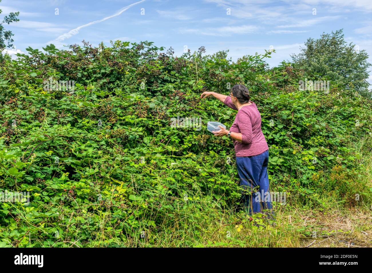 Donna che raccoglie bacche nere selvatiche. Foto Stock