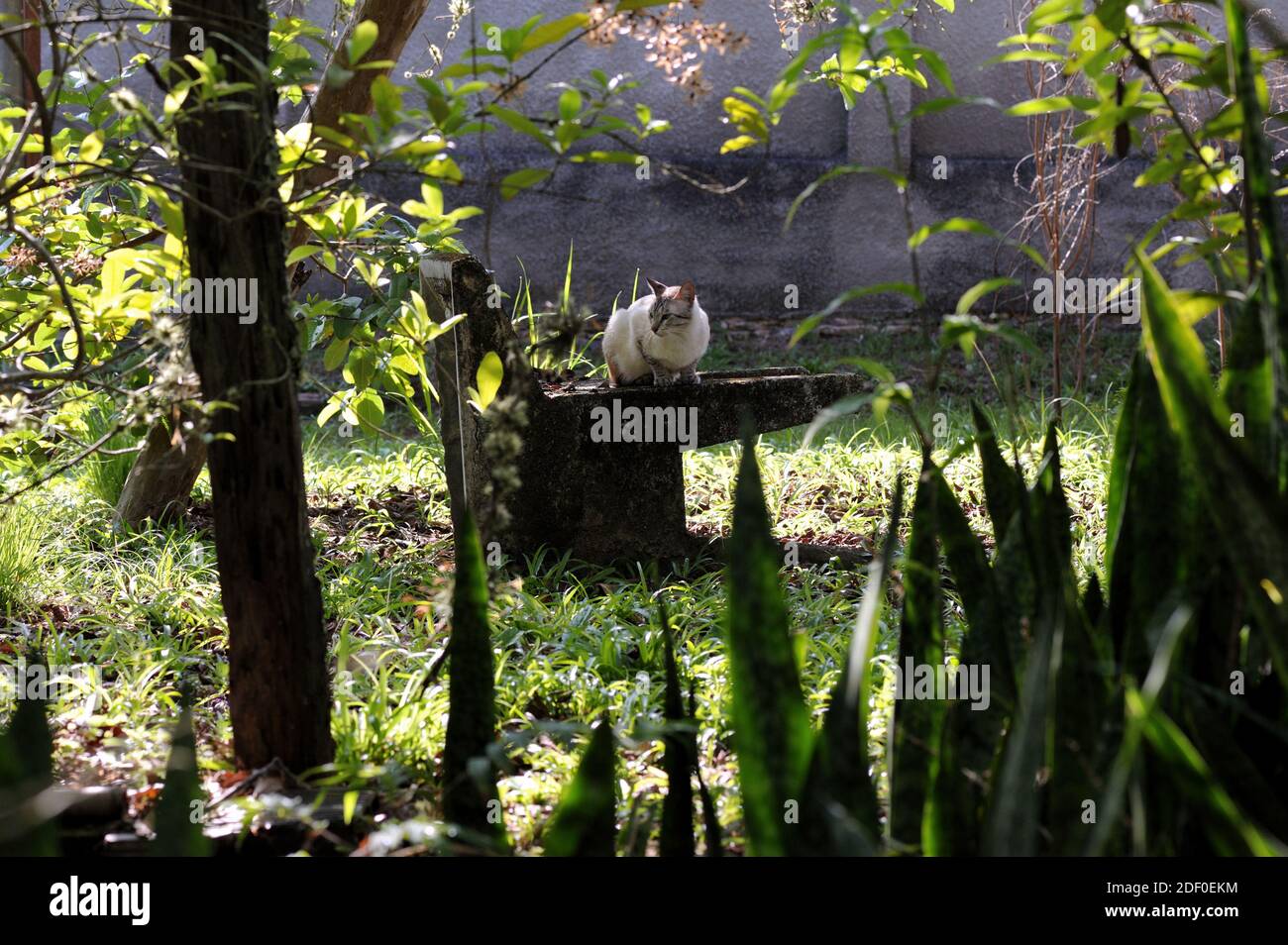 Stato di Rio de Janeiro Brasile. Gatto domestico grigio chiaro maschio sano e curioso che ha un piacevole tempo sul cortile in una splendida giornata di sole. Foto Stock