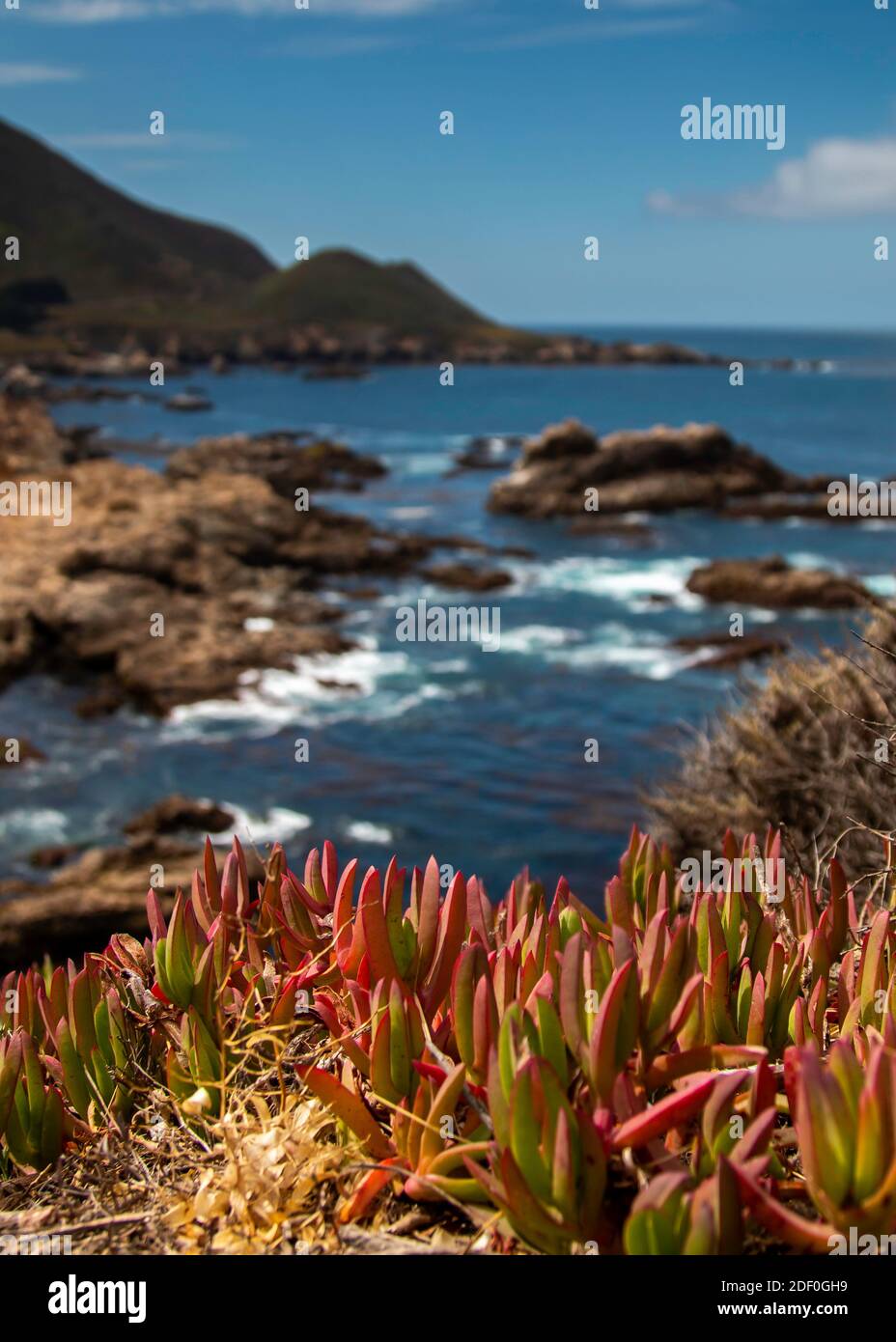 Paesaggio lungo la Pacific Coast Highway con fiori e ghiaccio piante e onde che si infrangono contro le rocce Foto Stock