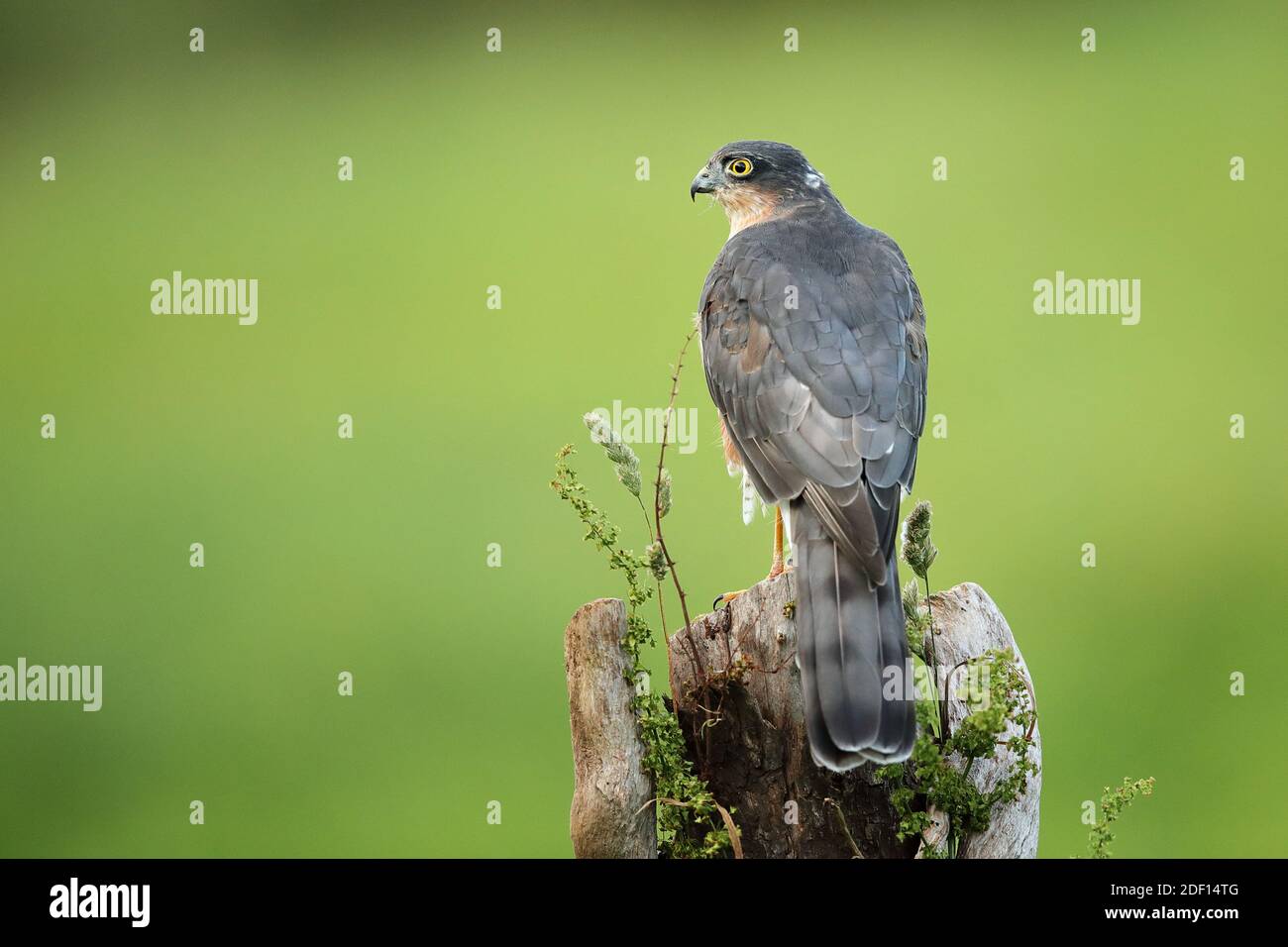 Lo sparrowawk eurasiatico, noto anche come sparrowawk settentrionale, è un piccolo uccello di preda della famiglia Accipiridae. Foto Stock