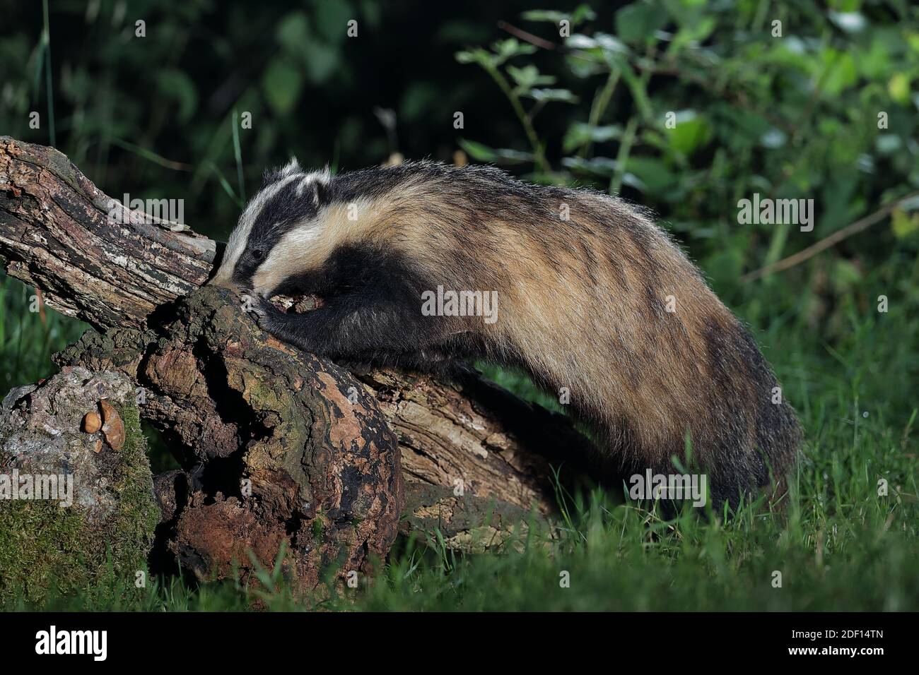 Il tasso europeo, noto anche come tasso eurasiatico, è una specie di tasso appartenente alla famiglia dei Mustelidae, originaria di quasi tutta Europa. Foto Stock