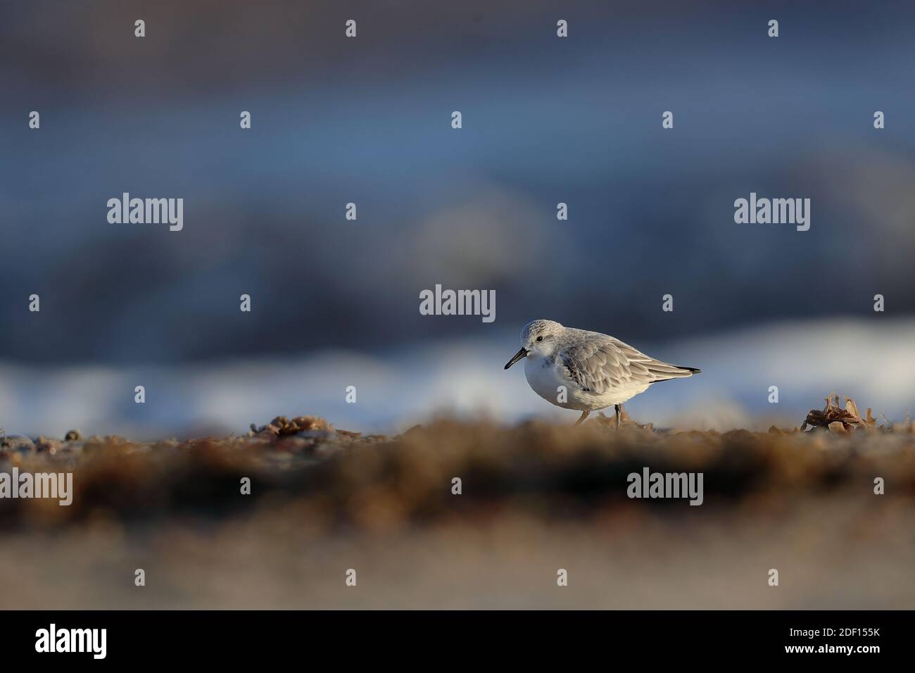 Il sanderling è un piccolo uccello che pervade. Il nome deriva da Old English sand-yrðling, 'e-clowman'. Foto Stock