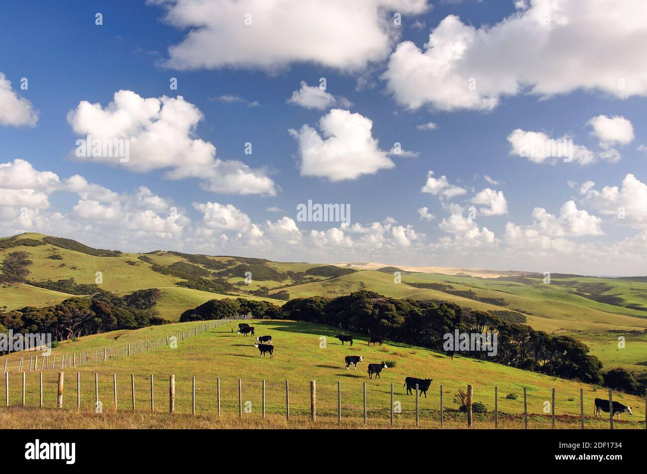 Campagna nei pressi di Cape Reinga, regione di Northland, Isola del nord, Nuova Zelanda Foto Stock