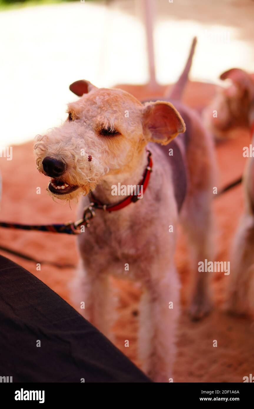 Un bel colpo di un cane carino legato con rosso nastro Foto Stock