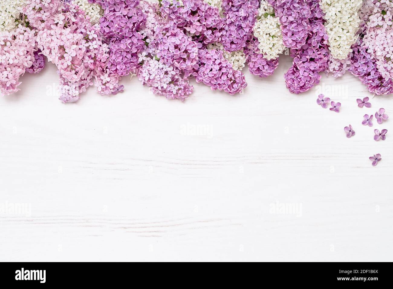 Fiori lilla rosa su sfondo bianco. Vista dall'alto, spazio di copia. Concetto di vacanza. Sfondo della molla. Biglietto d'auguri. Festa della mamma, concetto di giorno di San Valentino Foto Stock