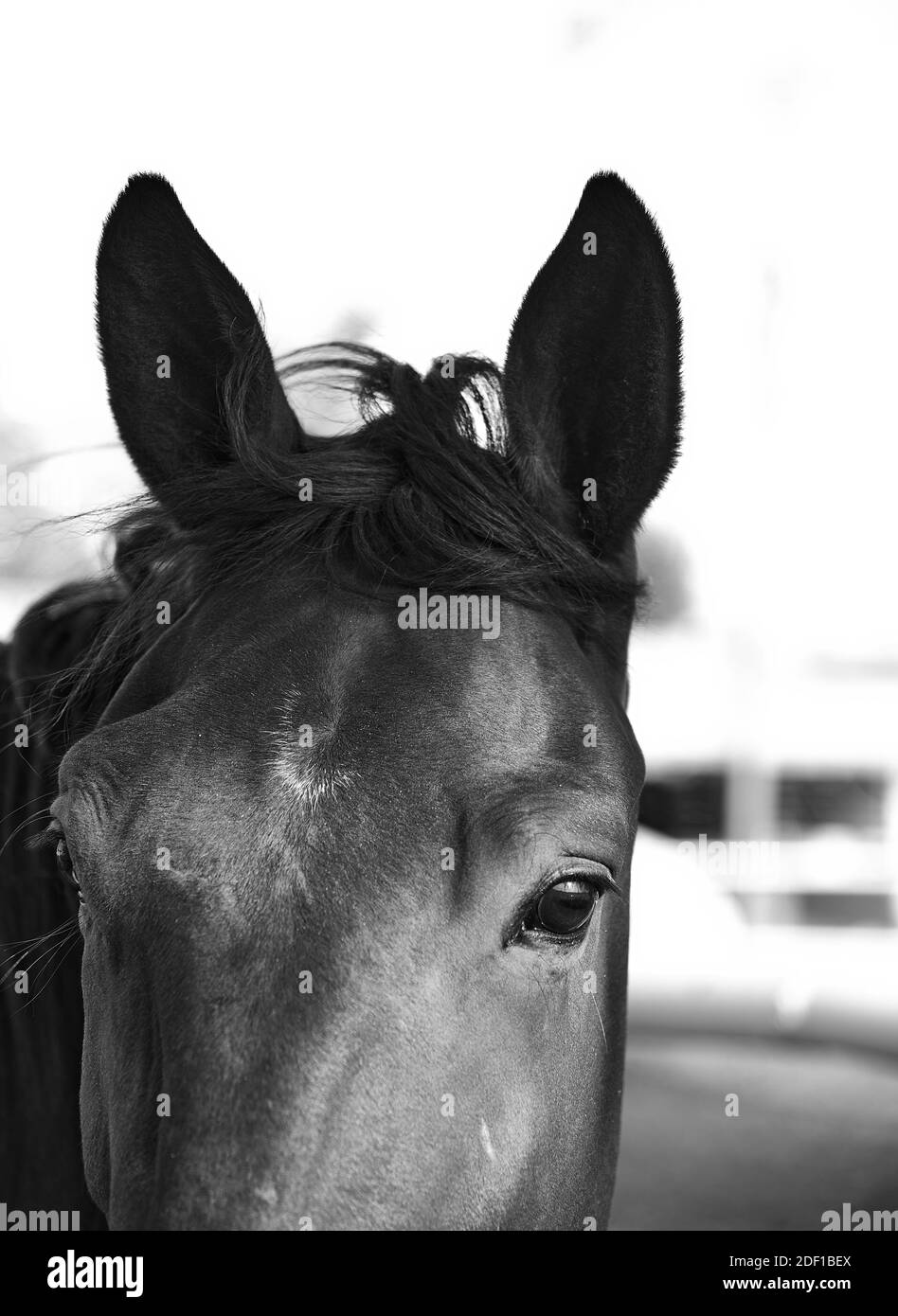 Closeup immagine in bianco e nero di un cavallo. Foto Stock