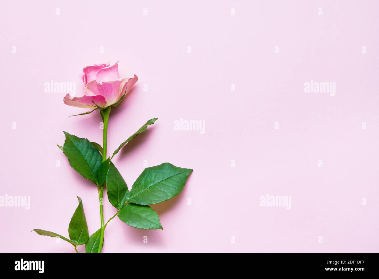 Rosa fiore su sfondo rosa. Spazio per la copia, disposizione piatta. Biglietto d'auguri, sfondo delle festività. Foto Stock
