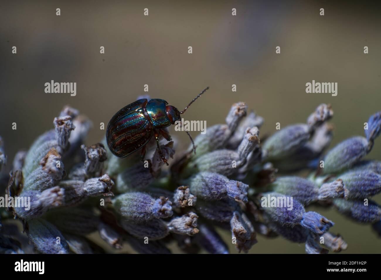 Gioiello bug dello schermo metallico di bug Foto Stock