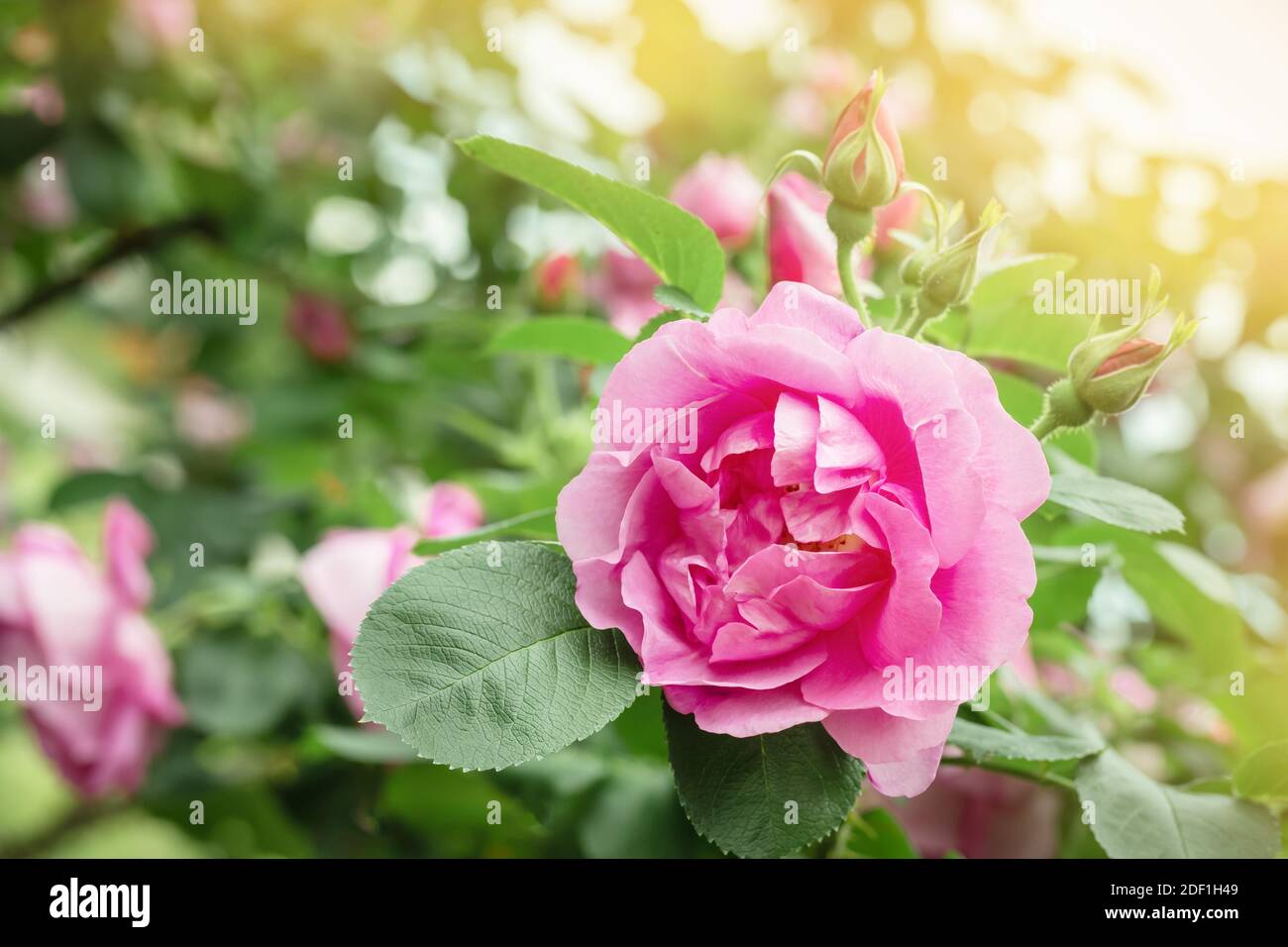 Bella rosa fiore in giardino. Messa a fuoco morbida. Foto Stock