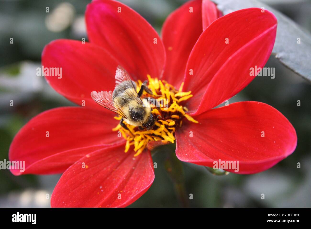 Ape su fiore rosso Foto Stock