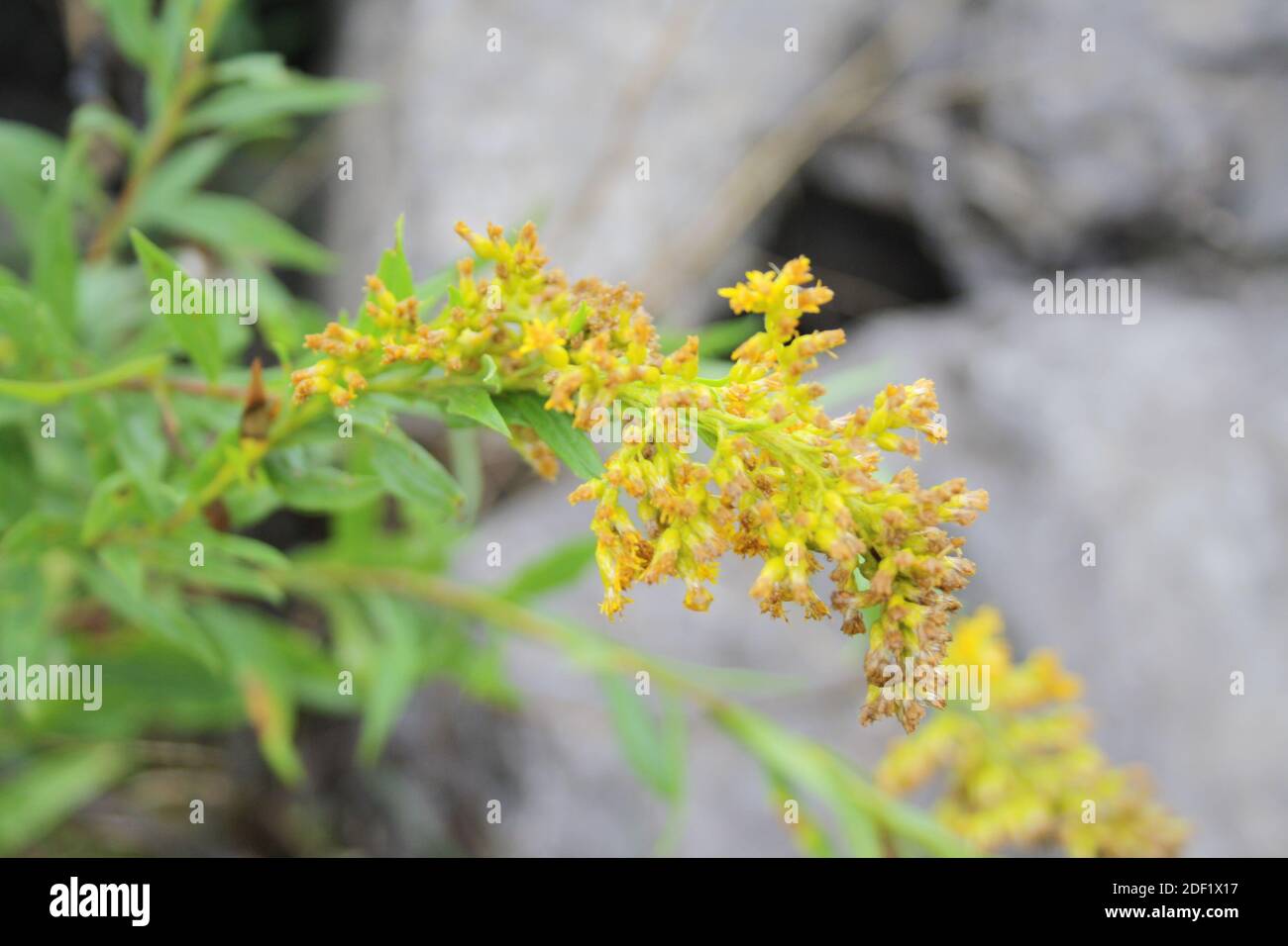 fiore giallo Foto Stock