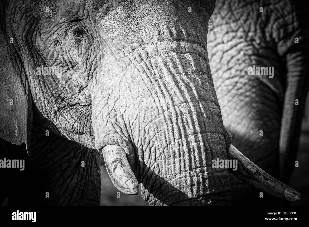 Elefanti africani - Elefanti d'afrique allo Zooparc di Beauval a Saint-Aignan-sur-Cher, Francia il 27 gennaio 2020. Foto di Nasser Berzane/ABACAPRESS.COM Foto Stock