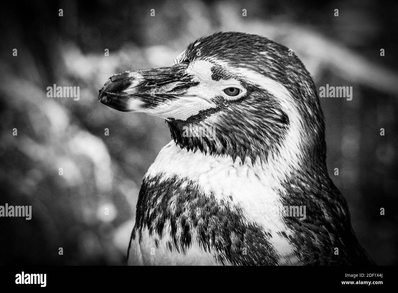 Humboldt Penguin - Manchots de Humboldt allo Zooparc di Beauval a Saint-Aignan-sur-Cher, Francia il 27 gennaio 2020. Foto di Nasser Berzane/ABACAPRESS.COM Foto Stock