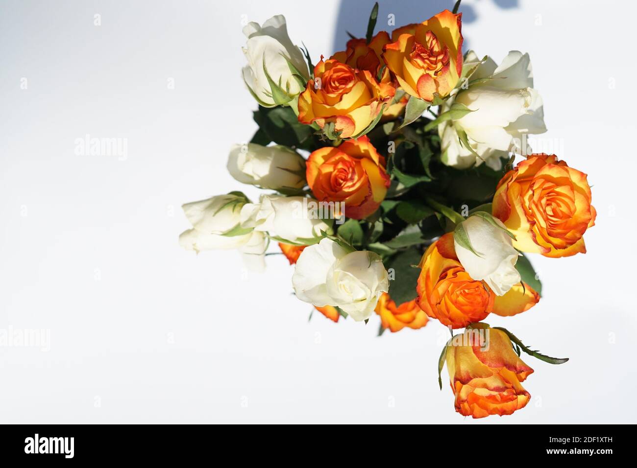 Rose Bruciate Immagini e Fotos Stock - Alamy