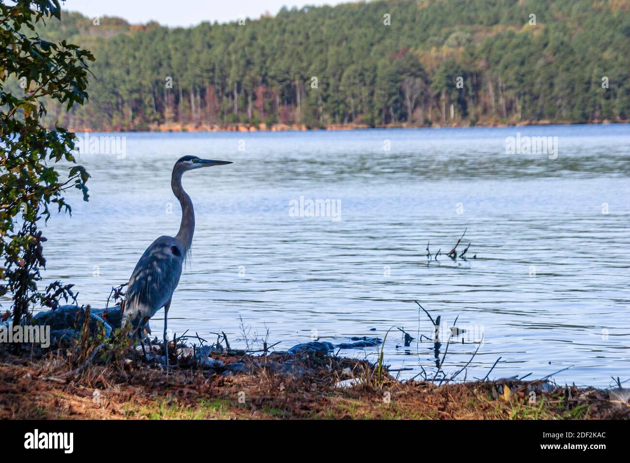 Alabama Lake Guntersville state Park grande airone blu, paesaggio naturale acquatico, Foto Stock