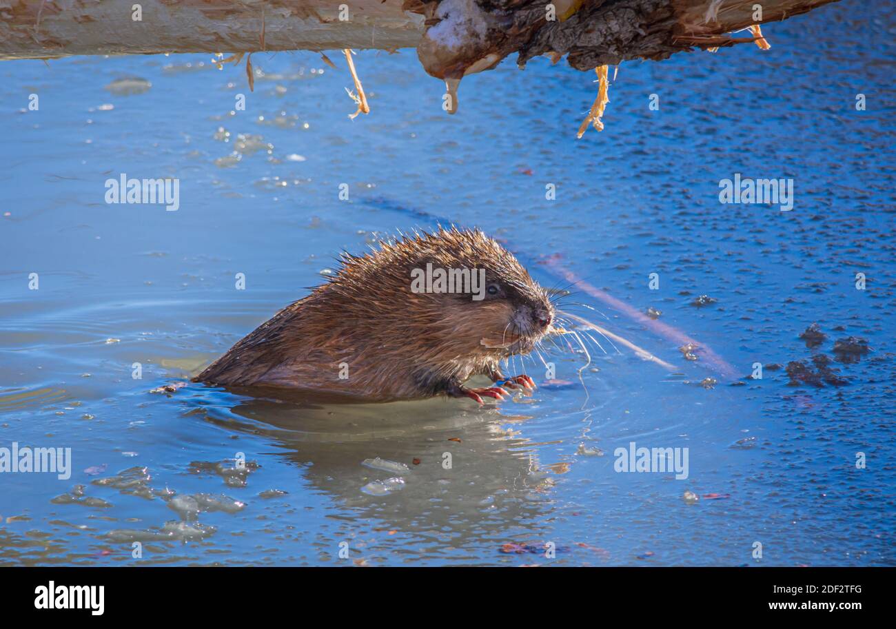 Nel laghetto di Beaver un Muskrat (Ondatra zibethicus) poggia su un pezzo di ghiaccio mentre mastica un chip di legno da un albero di Cottonwood abbattuto, Castle Rock Colorado USA. Foto Stock