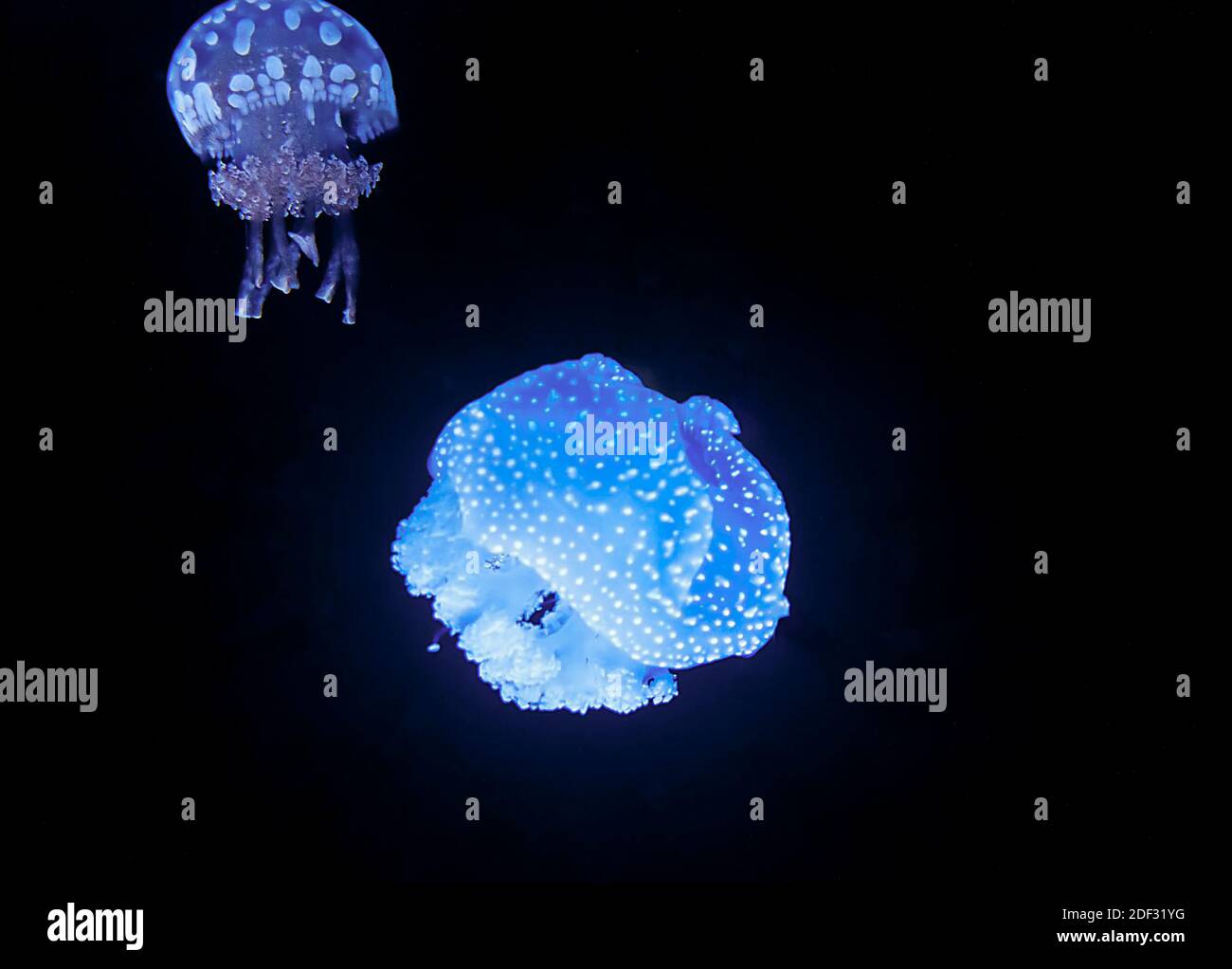 Medusa Foto Stock