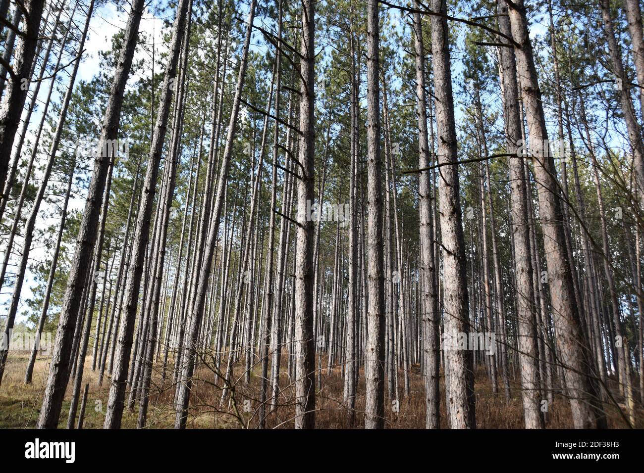 Foreste boscose catturate in natura Foto Stock