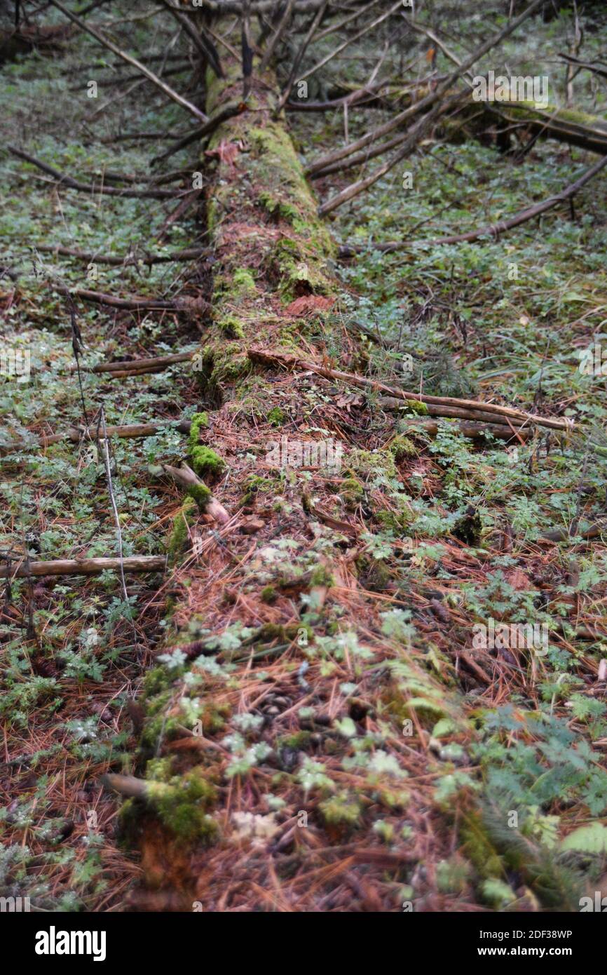 Albero caduto abbattuto di nuovo nella terra Foto Stock
