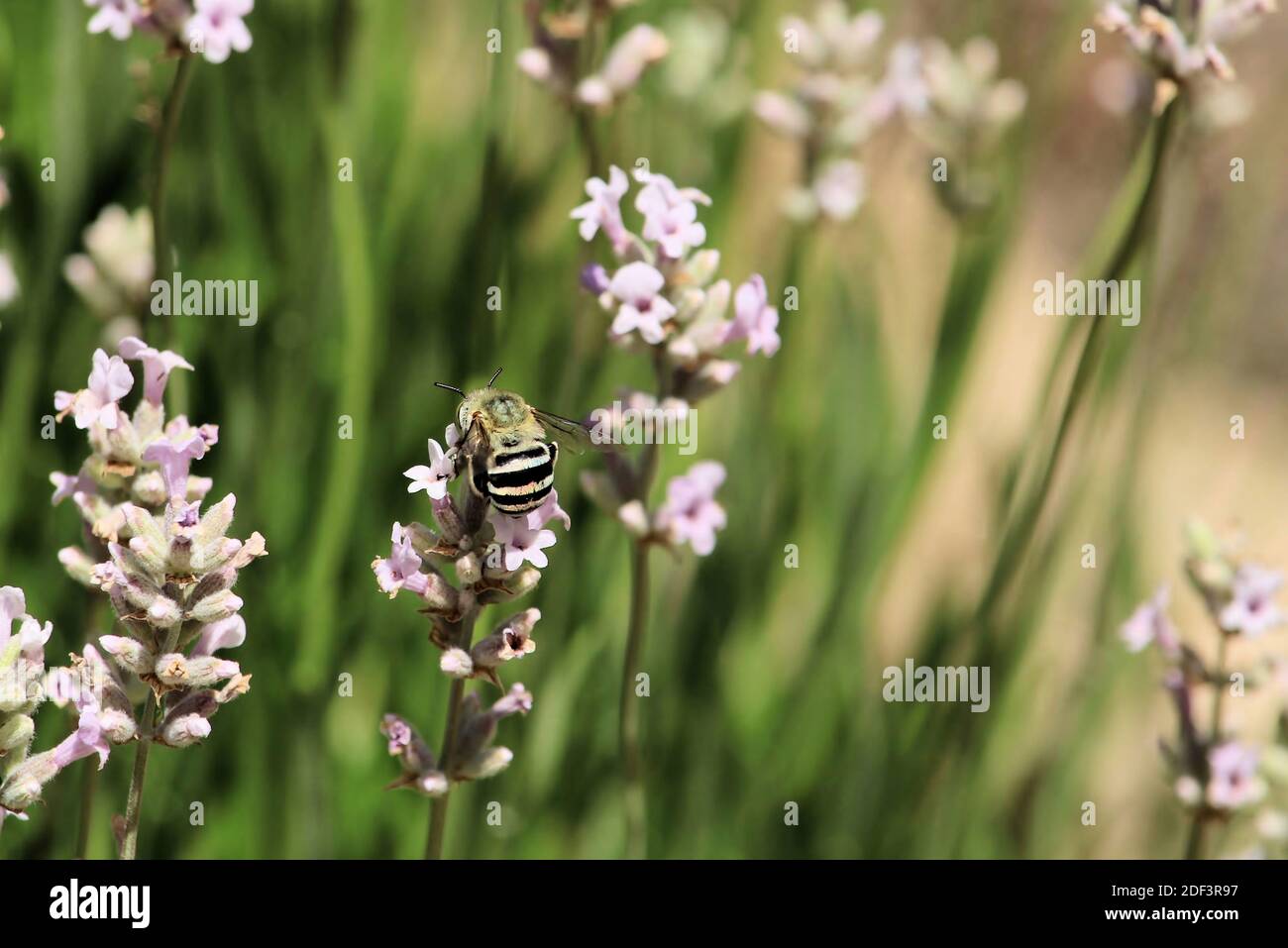 Blue Banded Bee (Amegilla cingulata) che si nuota al nettare di lavanda, Australia del Sud Foto Stock