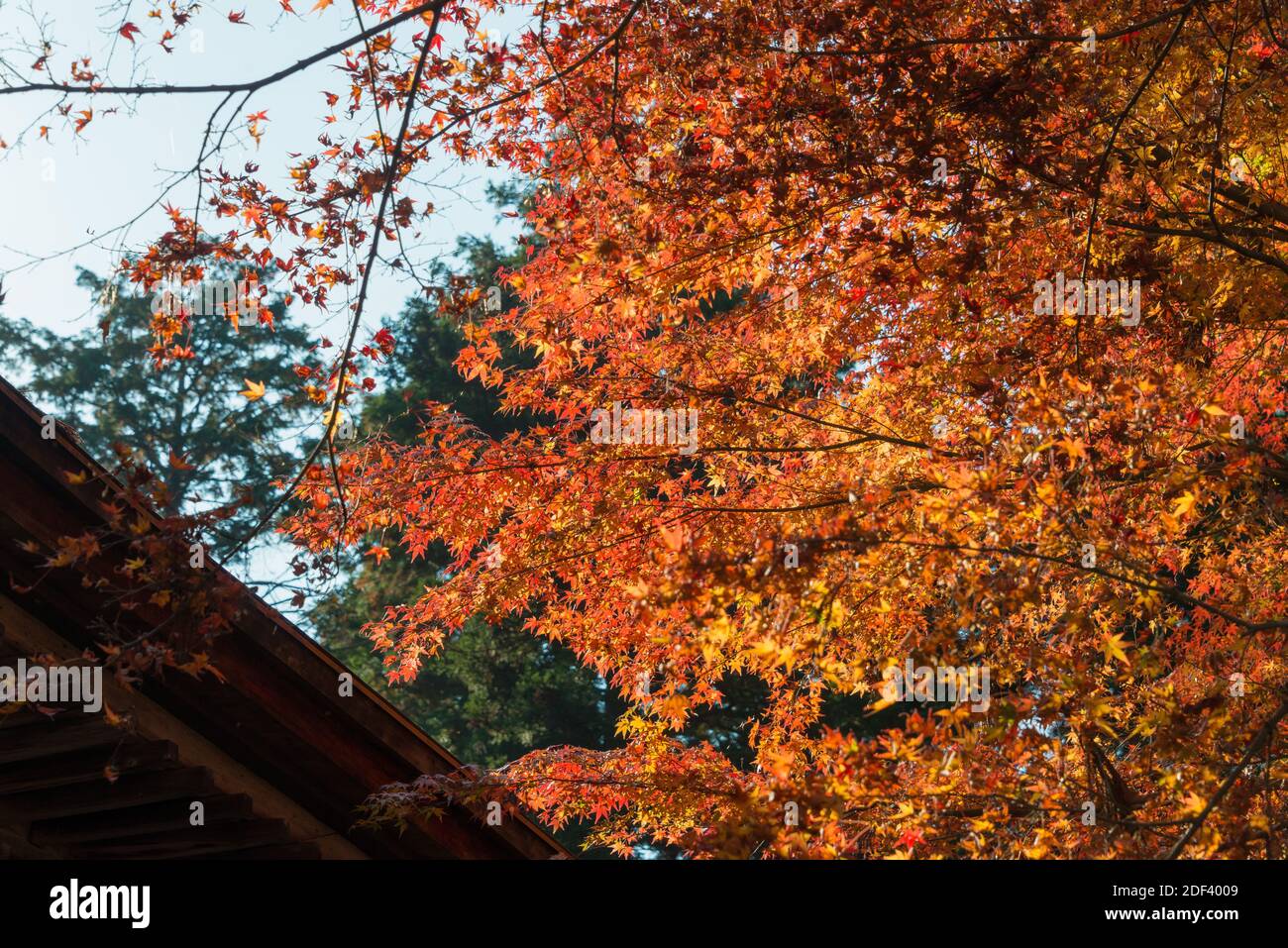 Kyoto, Giappone - colore delle foglie autunnali al tempio di Sanzenin a ...
