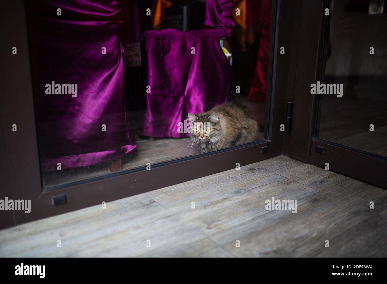 Cat in window paris immagini e fotografie stock ad alta risoluzione - Alamy