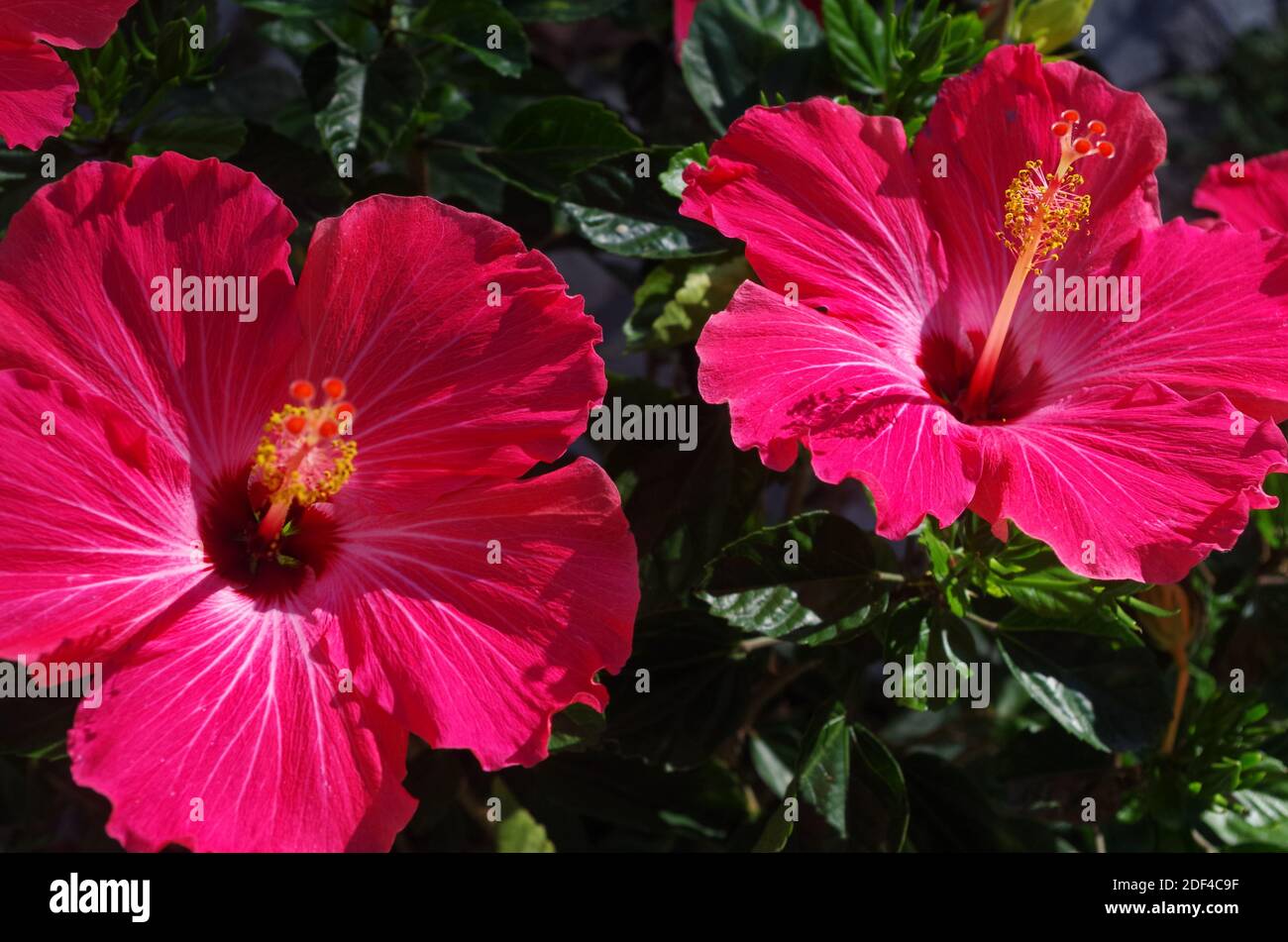 Pianta di Hibiscus, due fiori Foto Stock