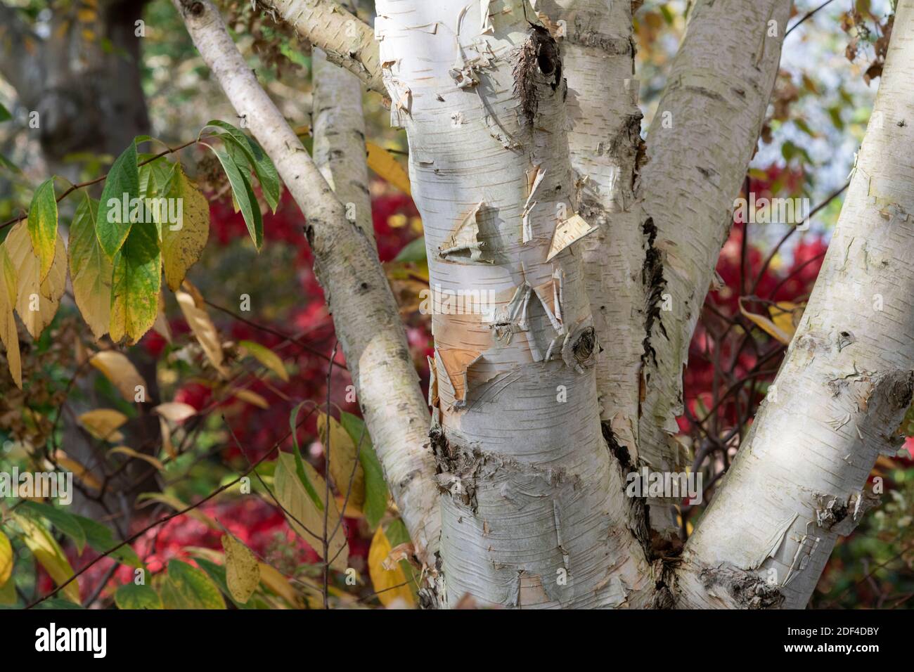 Betula utilis jacquemontii. La corteccia dell'albero di betulla dell'Himalaya occidentale n autunno Foto Stock
