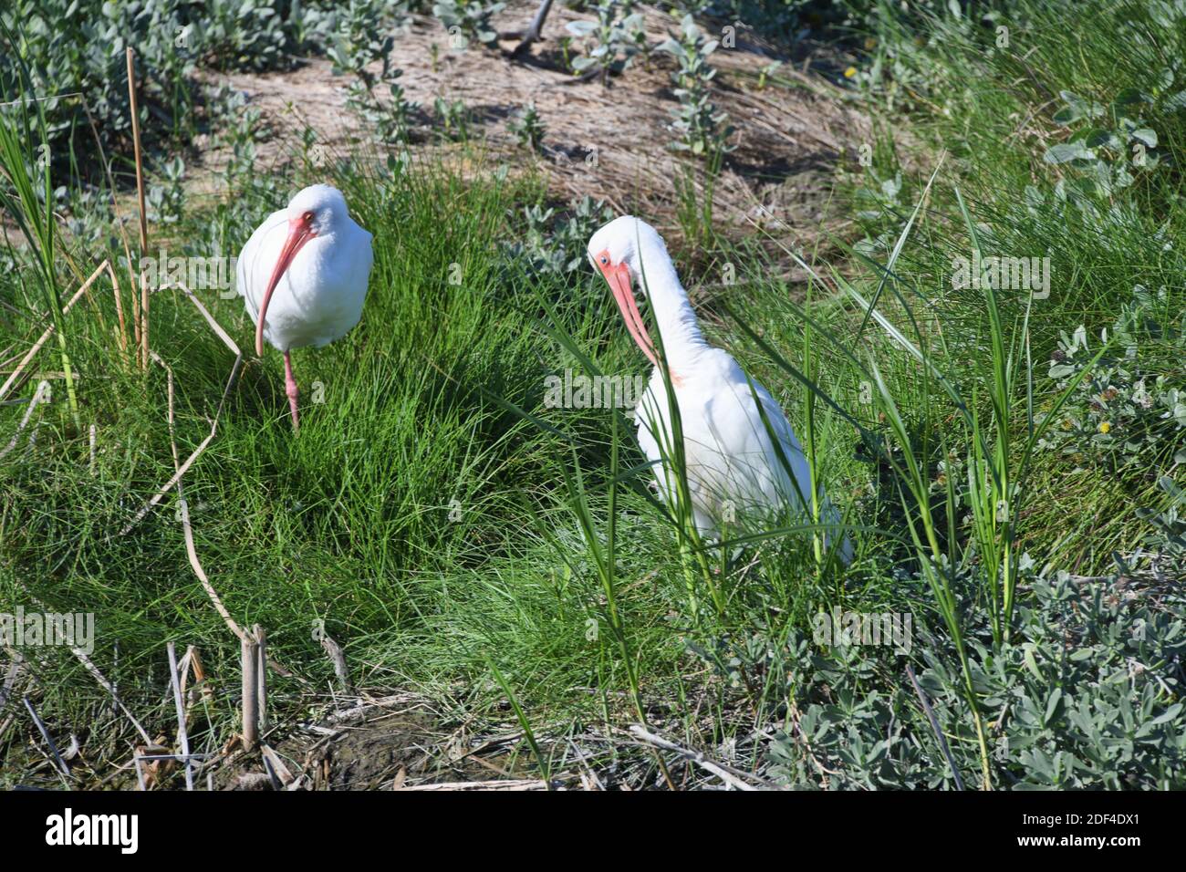 Due Ibis bianchi che camminano sull'erba al South Padre Island Birding and Nature Center, nel Texas del Sud, Stati Uniti. Foto Stock