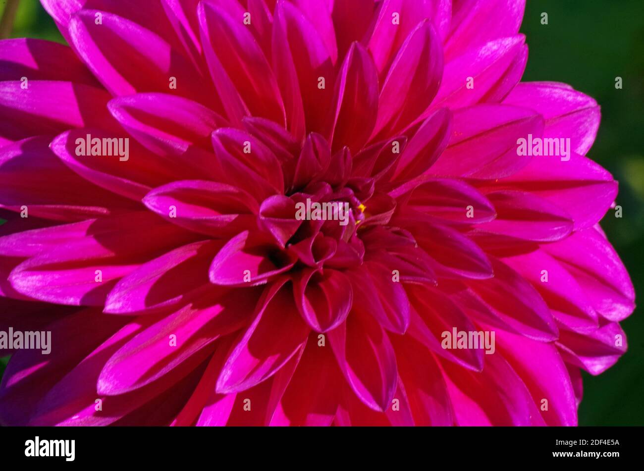 Primo piano di Blooming Dahlia Foto Stock