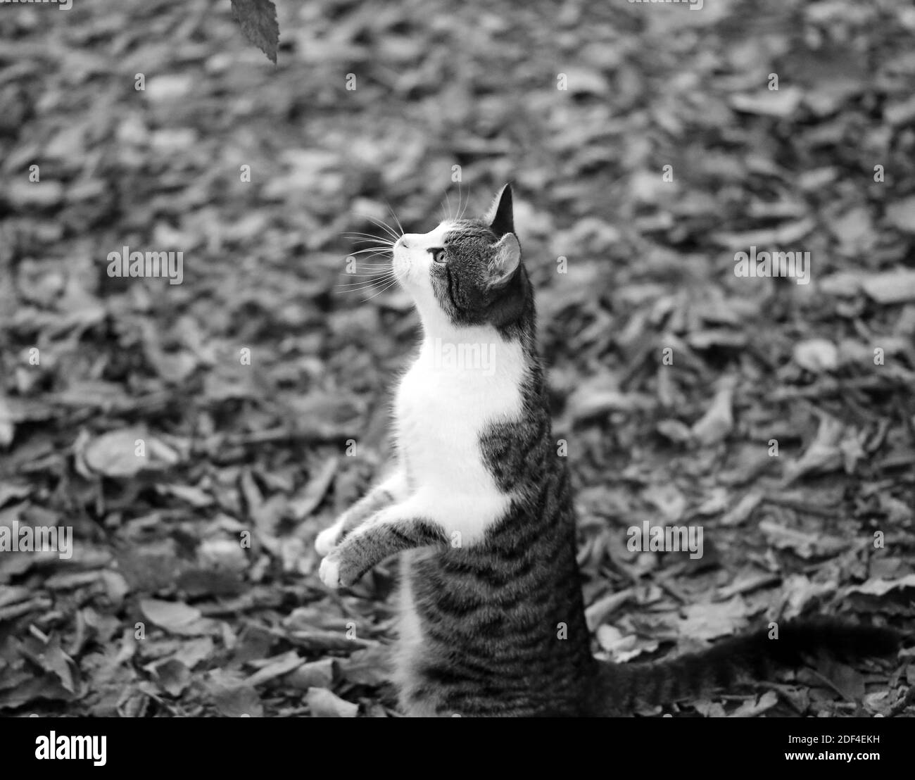 Foto di un simpatico gattino affamato nel parco autunnale Foto Stock