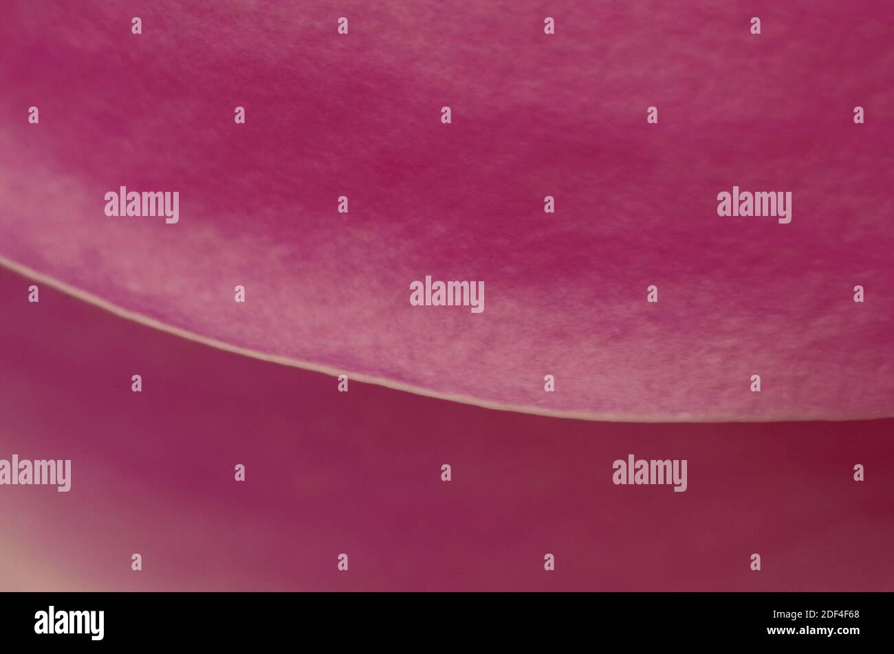 Giugno Magnolia foglia Foto Stock