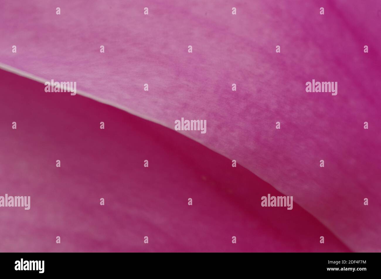 Astrazione delle lamelle con dettaglio di linea e vena Foto Stock