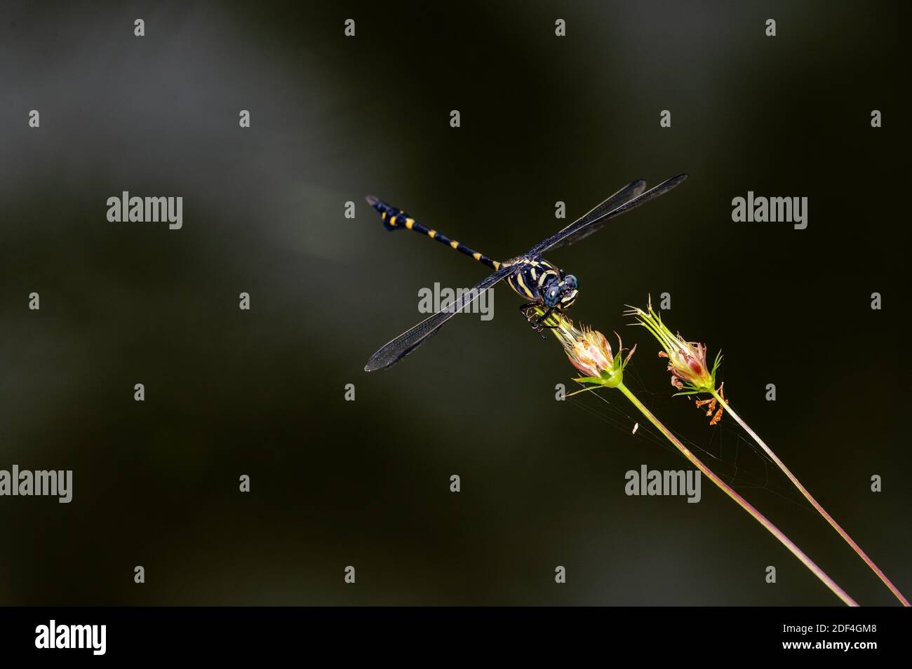 Libellula dorata che si inanellano sui fiori Foto Stock